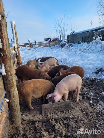 Поросята