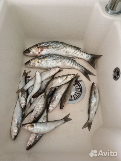 Аренда удочек и спиннингов для рыбалки