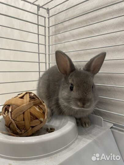 Декоративный кролик