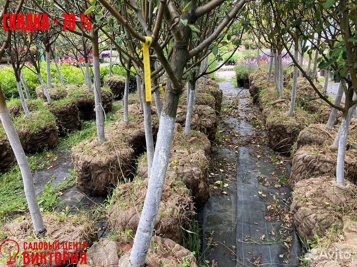 Саженцы плодовых растений, гарантия