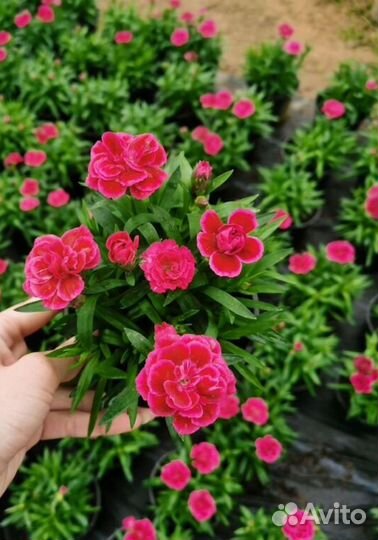 Цветы к 8 марта