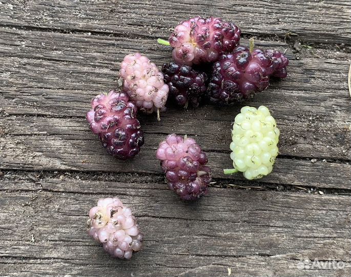 Шелковица ягода