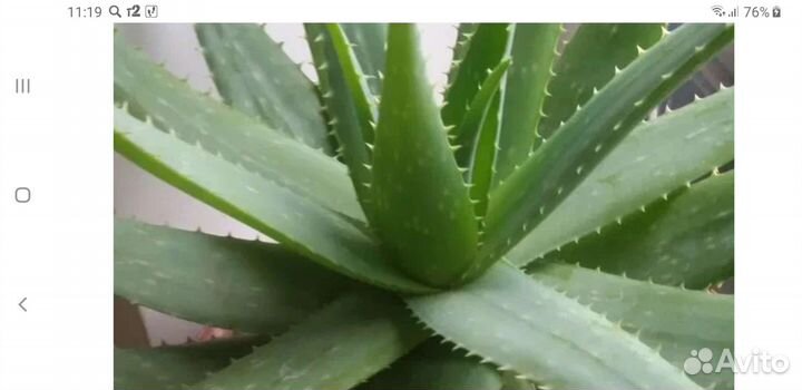Алоэ вера