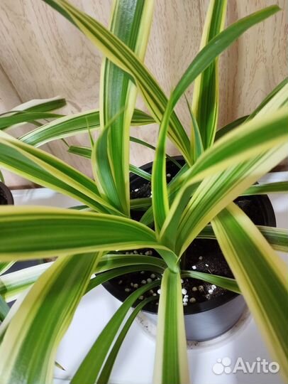 Хлорофитум хохлатый