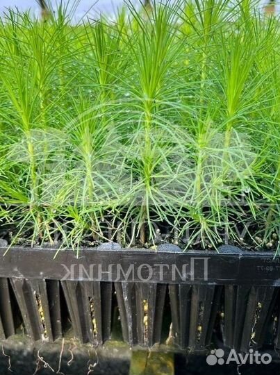 Зкс Сосна сеянцы Ели Лиственницы окс Голуб Горная