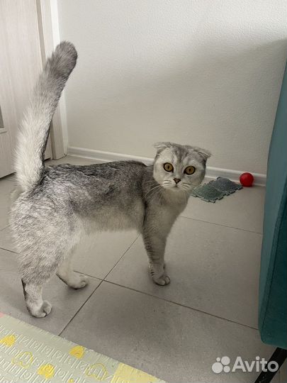 Шотландская вислоухая кошка