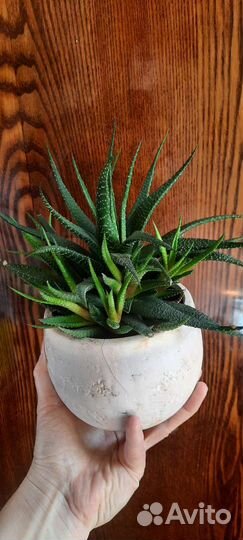 Алоэ Рауха, Аихризон дерево любви,Каланхоэ и др