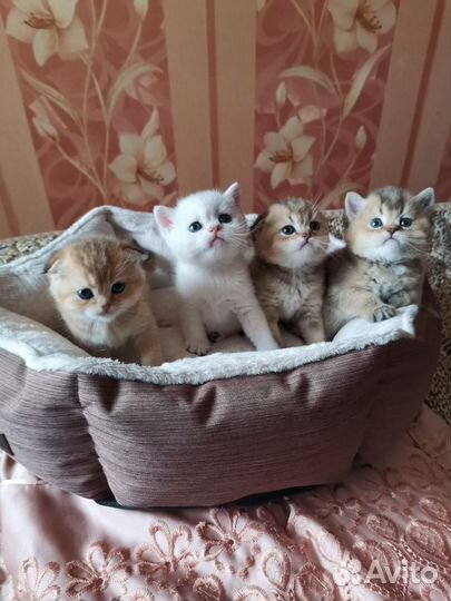 Шотландские котята