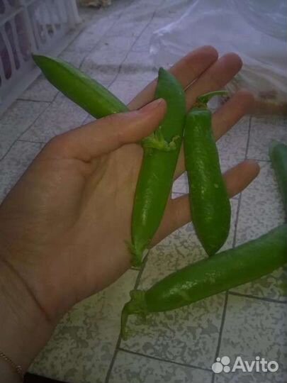 Горох растение