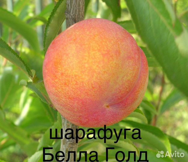 Саженцы шарафуги