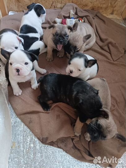 Французики