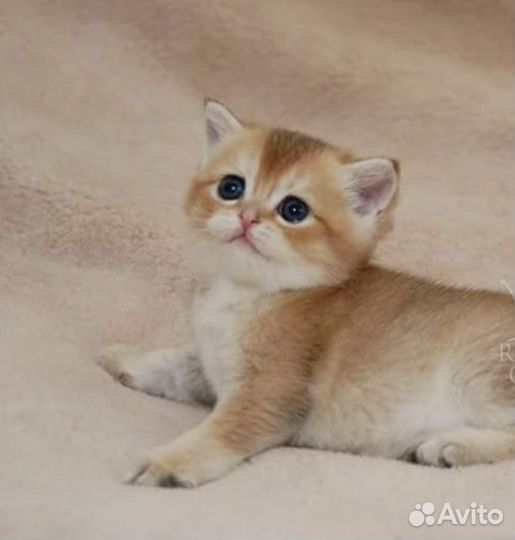 Шикарные котята от шикарных родителей