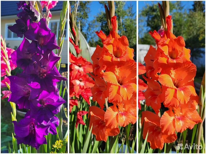 Гладиолусы на 1 сентября