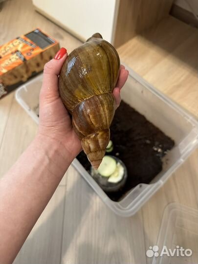 Улитка ахатина в добрые руки