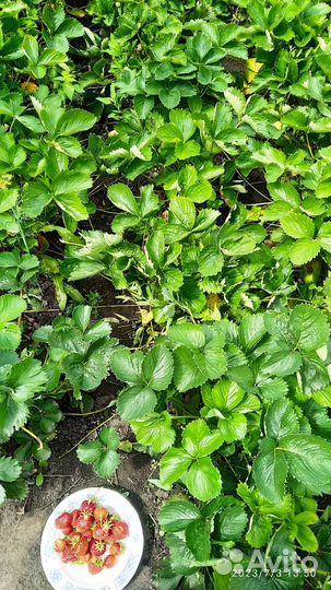 Рассада клубники в одноразовых стаканчиках