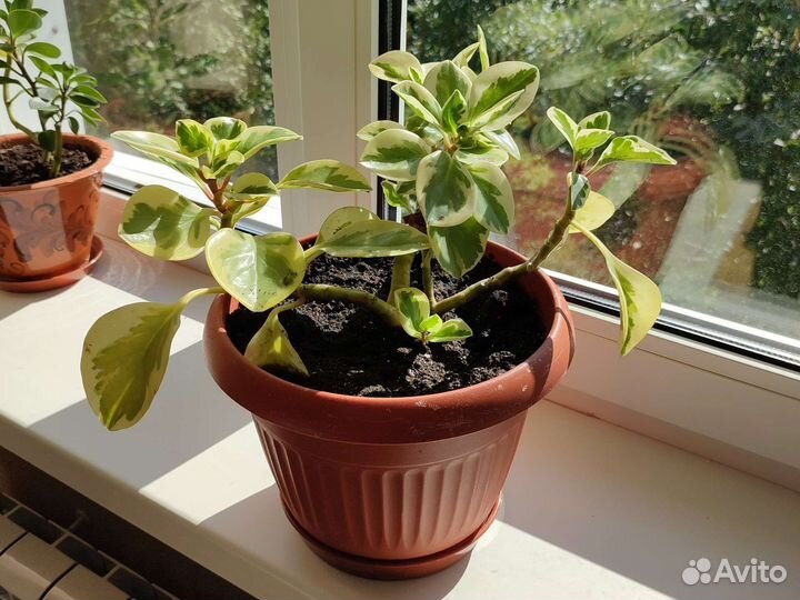 Комнатные цветы