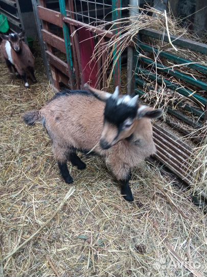 Камеруно-Нигерийские козлики