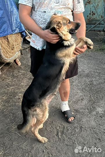 Щенки немецкой овчарки