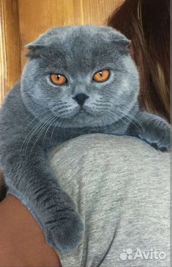 Клубный Шотландский фолд котик