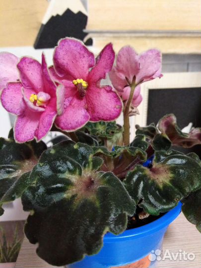 Фиалки детки