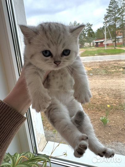 Британские котята