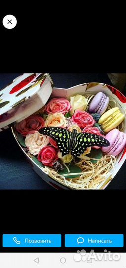 Бабочкина ферма. Живые бабочки