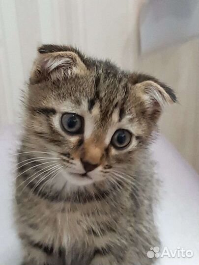 Шотландская вислоухая смешанная