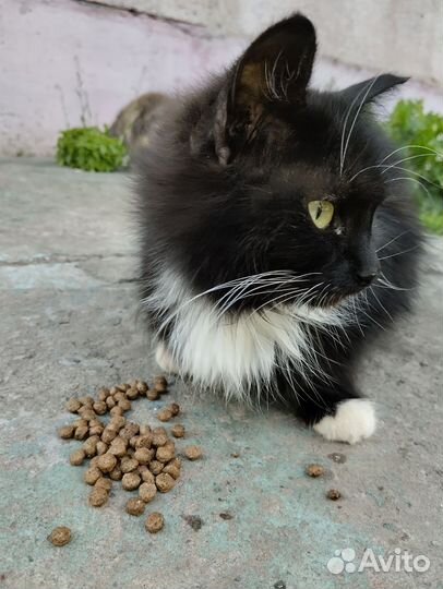 Кошка ищет дом