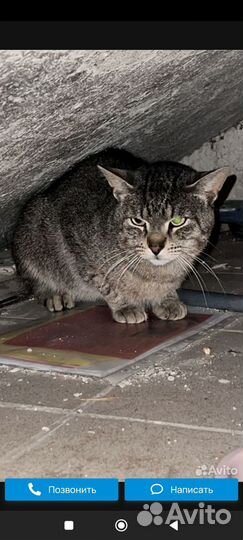 Кот под лестницей