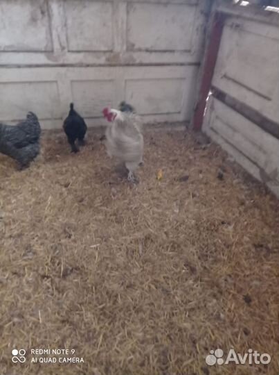 Куры бройлеры