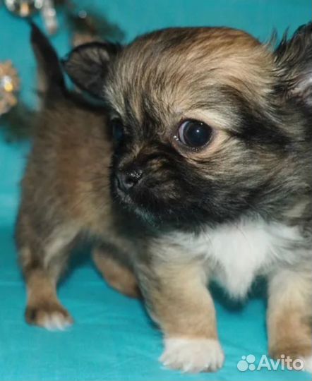 Щенки чихуахуа мини