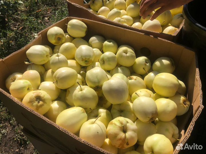 Яблоки домашние