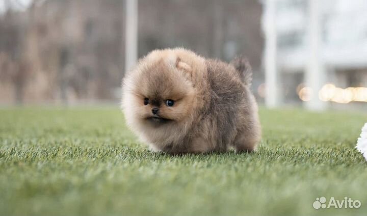 Щенки померанского шпица микро рыжий и соболь
