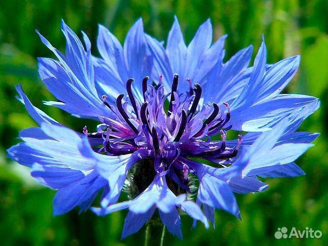 Многолетние садовые цветы