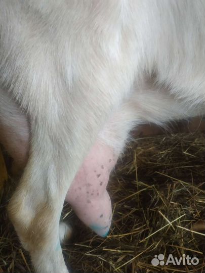 Дойные козы