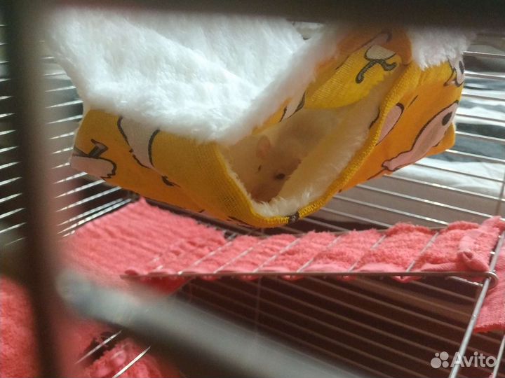 Крысята дамбо девочки