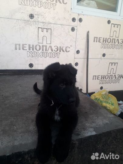 Немецкая овчарка