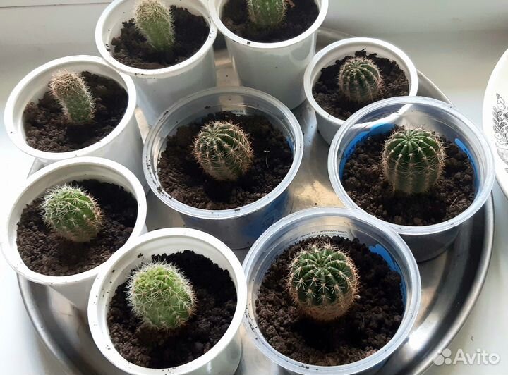 Кактусята (кактус)