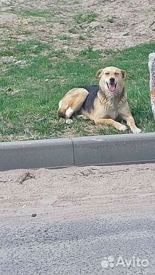 Собака Найда в добрые руки