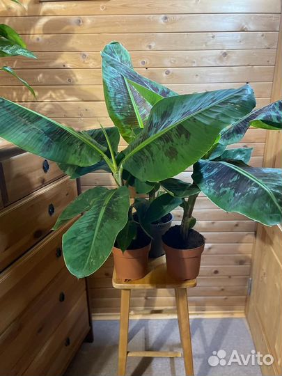 Банан Муса-Банановая пальма D-17/ H-85