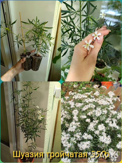 Комнатные красивоцветущие растения