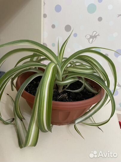 Хлорофитум кудрявый