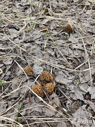 Грибы свежие сморчки