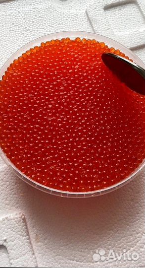 Свежая форель из Карелии оптом от 20 кг