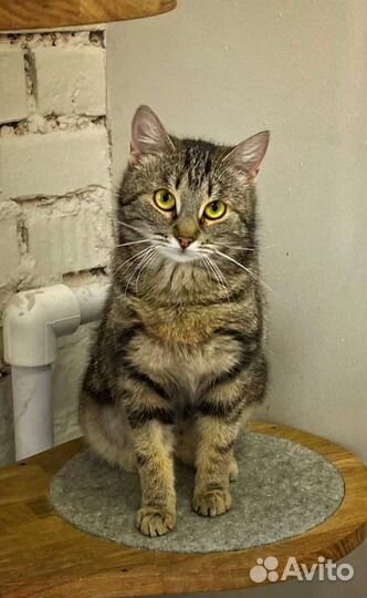 Кошка с сердечком на груди