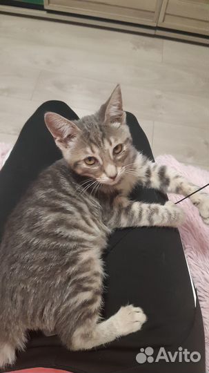 Отдам в хорошие руки котенка