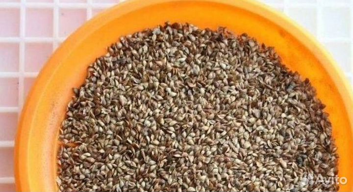 Семена ели на заказ