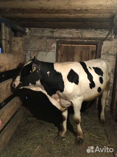 Продам 2 быков.возраст 1 год и 11 мес