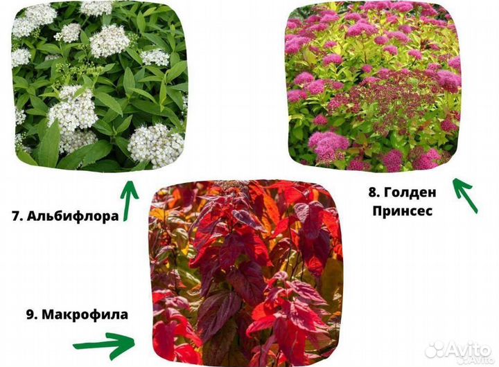 Саженцы спиреи