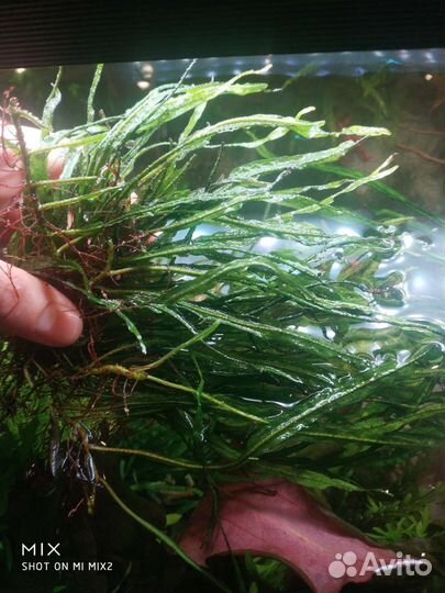 Аквариумная прополка